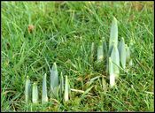 Joint open letter of EuRIC, FEAD and CEWEP for a green recovery